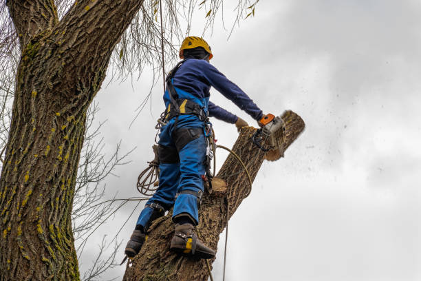 Professional Tree Service in South Rosemary, NC